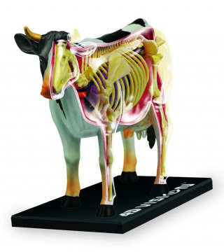 4d-anatomie-model-krava.JPG